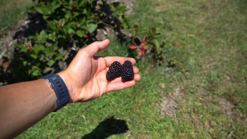 Blackberries in Garden
