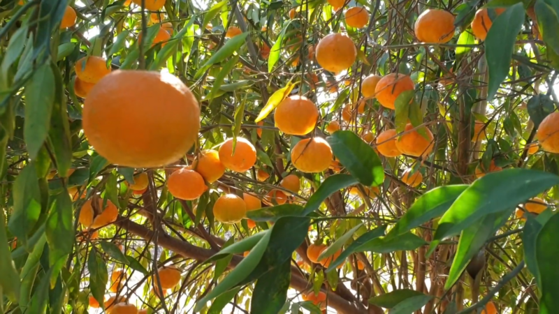 Clementines Taste and Texture