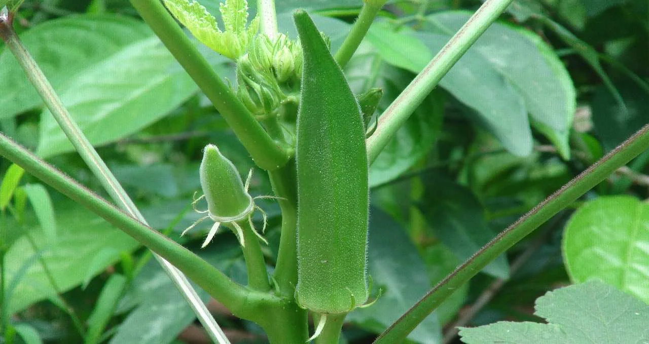 Explore raw okra benefits and risks