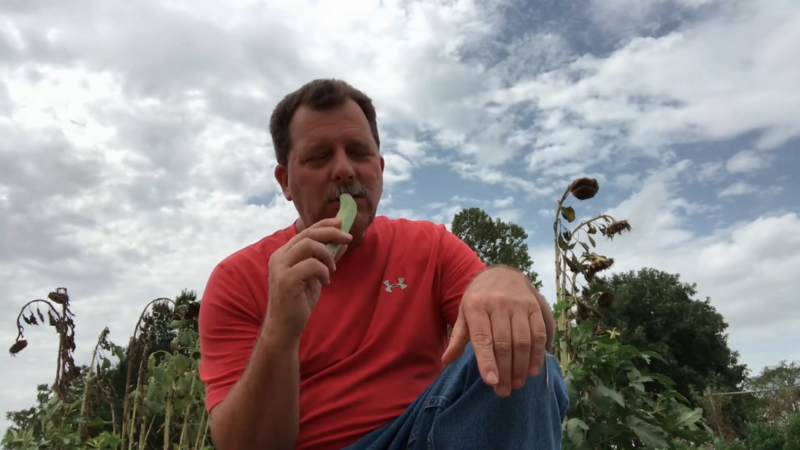 eating okra