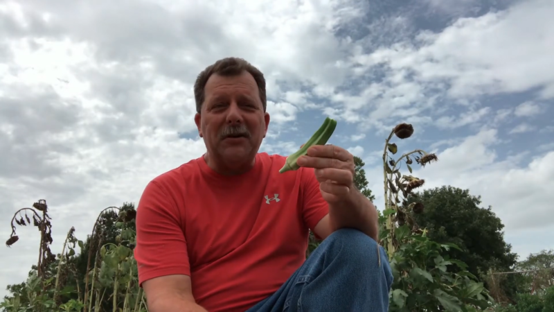 man eats okra