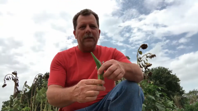 raw okra